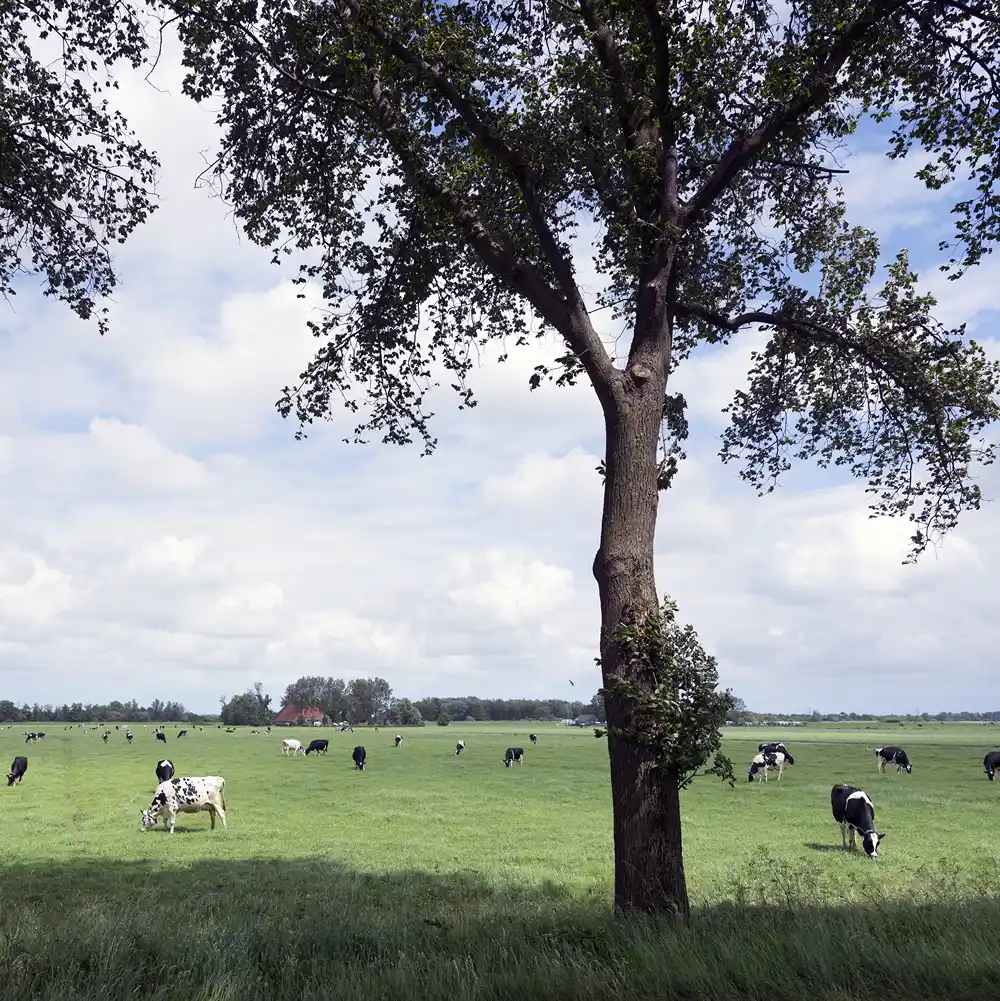 Friesland